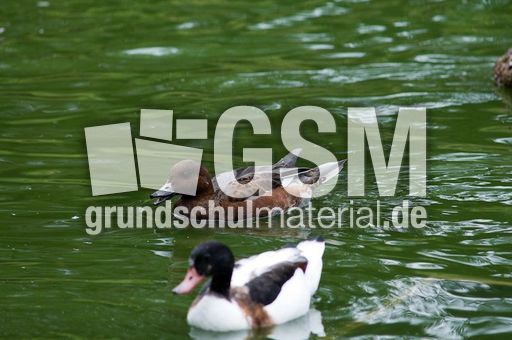 Bernierente (2 von 3).jpg